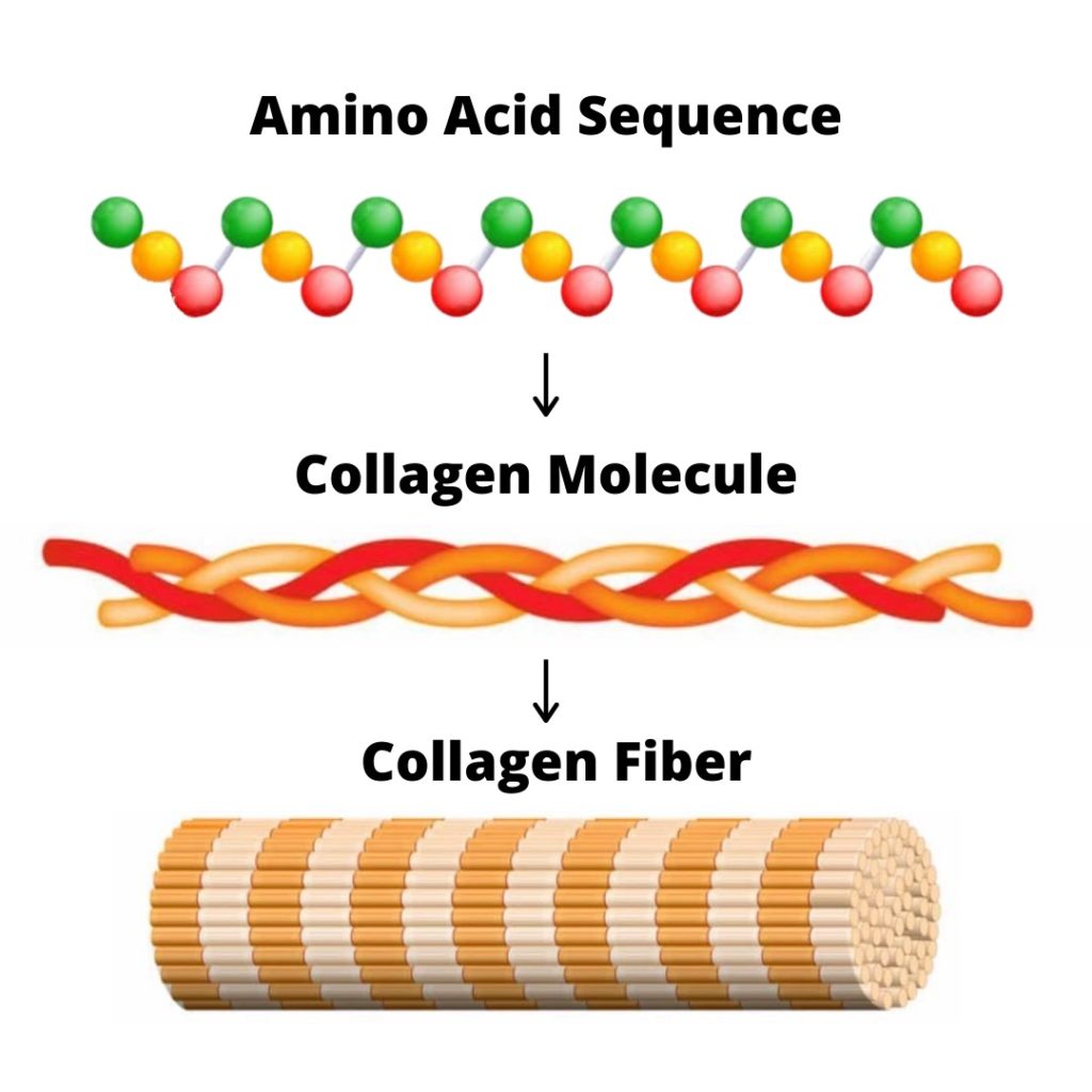 Do Collagen Supplements Actually Work? - Andy The RD