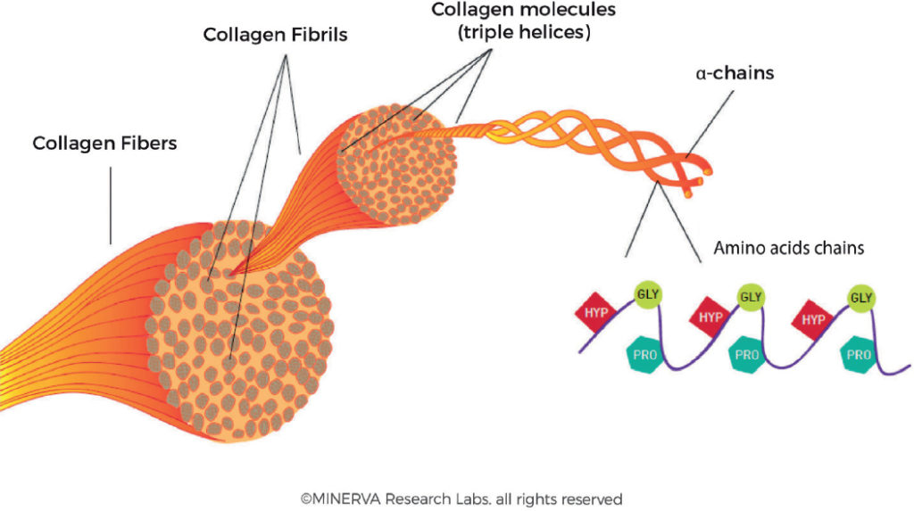 collagen structure - Andy The RD